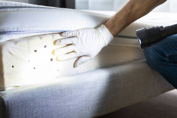 Wasp Removal Services in Covington, IN