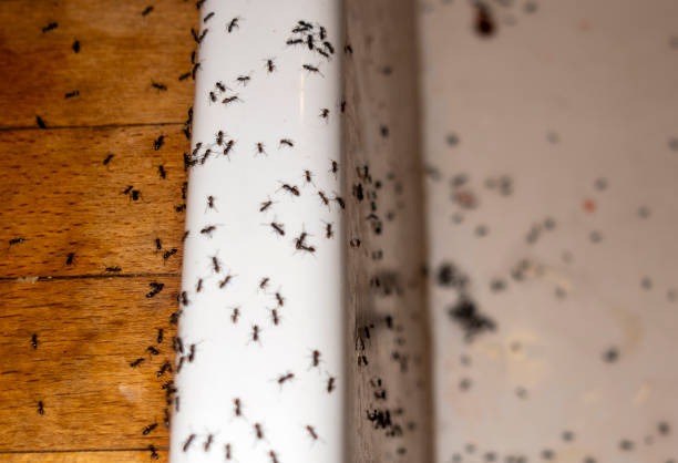 Best Affordable Pest Control Services  in Covgton, IN